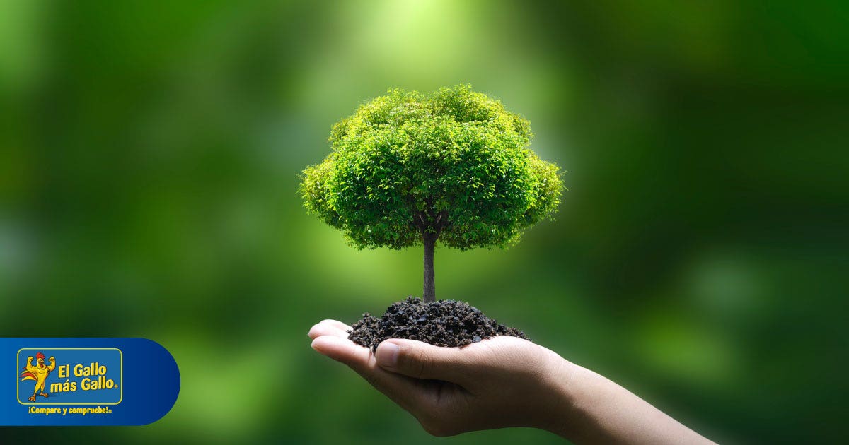 ¿Cómo cuidar el medio ambiente desde casa?